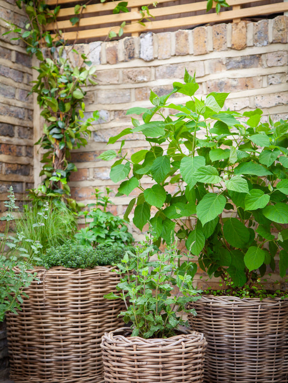 Rattan Basket Planter - 3/set